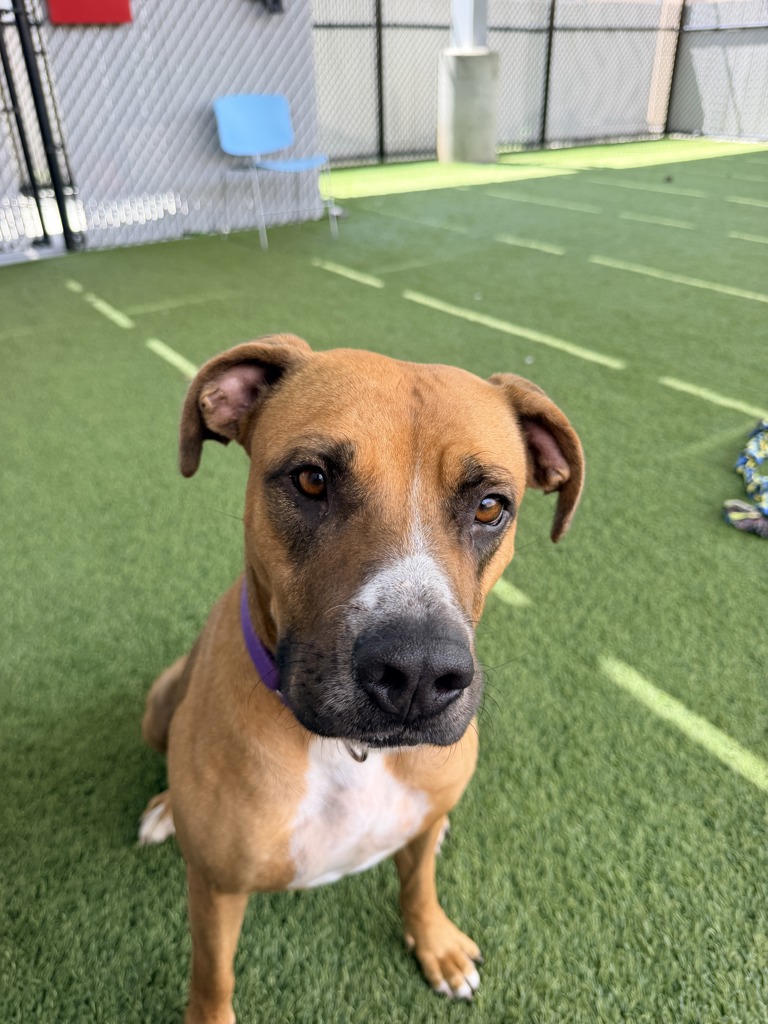 Shelter Stray Female Dog last seen Ronson Road, San Diego, CA, 92111, 5500 Gaines St, San Diego, CA 92110, USA