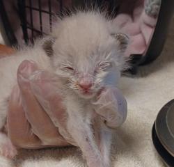 Shelter Stray Female Cat last seen Near Pacific Avenue, SAN LEANDRO, CA, 94577, 8323 Baldwin St, Oakland, CA 94621, USA