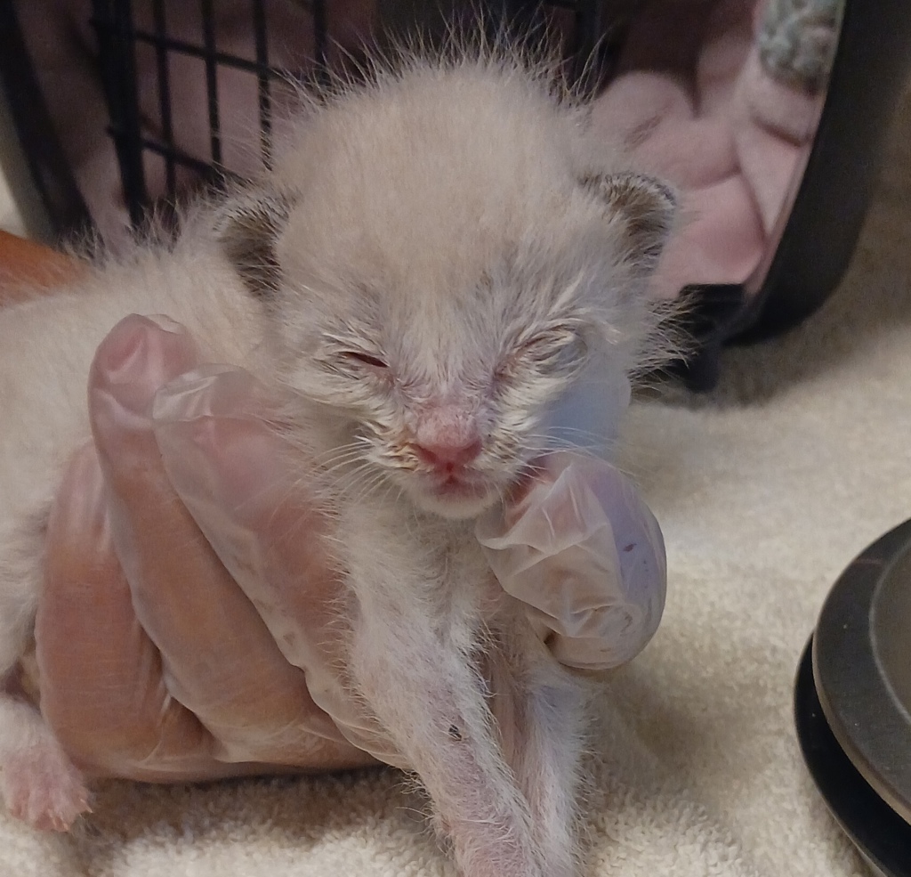 Shelter Stray Female Cat last seen Near Pacific Avenue, SAN LEANDRO, CA, 94577, 8323 Baldwin St, Oakland, CA 94621, USA