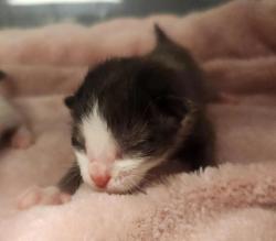 Shelter Stray Female Cat last seen Near dayton ct, SAN LEANDRO, CA, 94579, 8323 Baldwin St, Oakland, CA 94621, USA