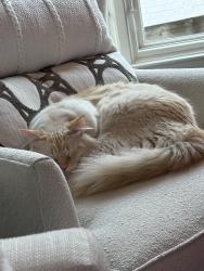 Reunited Male Cat last seen Brentwood, Atlanta, GA 30305