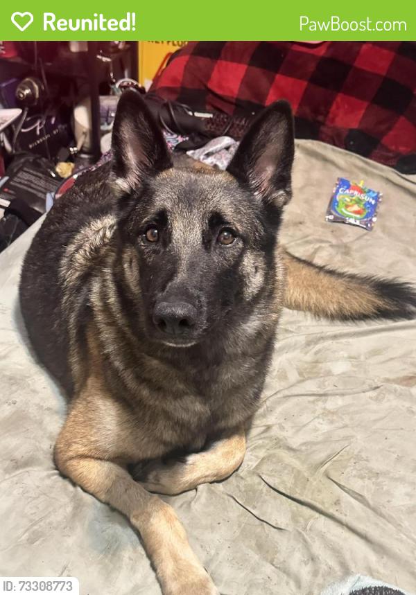 Reunited Female Dog last seen Summerglen plaza park, Tulsa, OK 74134
