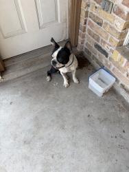 Found/Stray Male Dog last seen Inspiraton mile 3, Mission, TX 78573