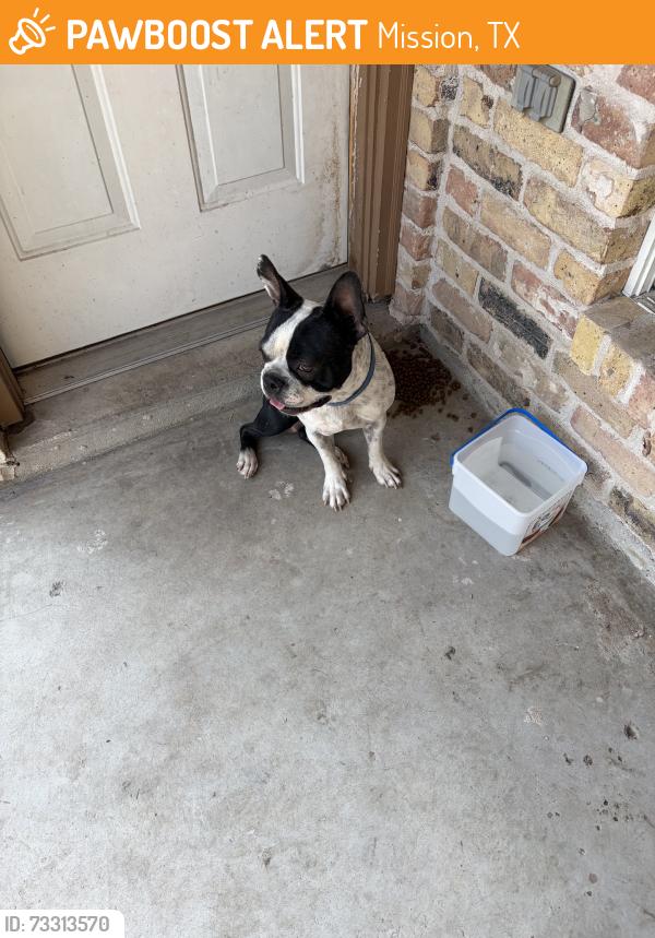 Found/Stray Male Dog last seen Inspiraton mile 3, Mission, TX 78573