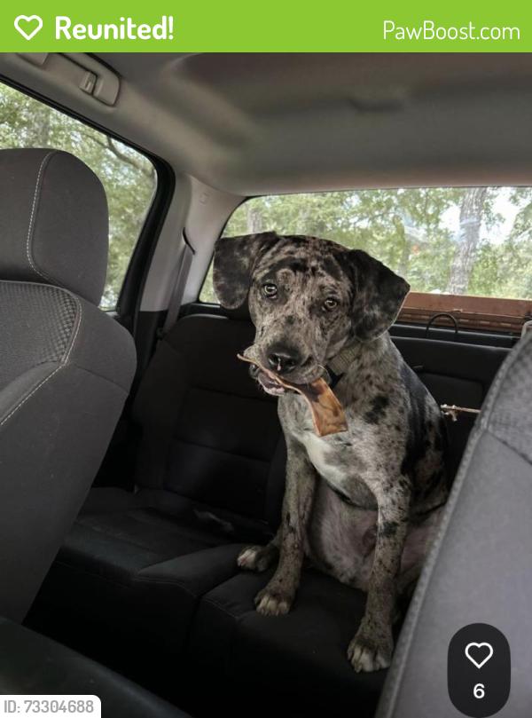 Reunited Male Dog last seen Walnut Creek and butera, Magnolia, TX 77355