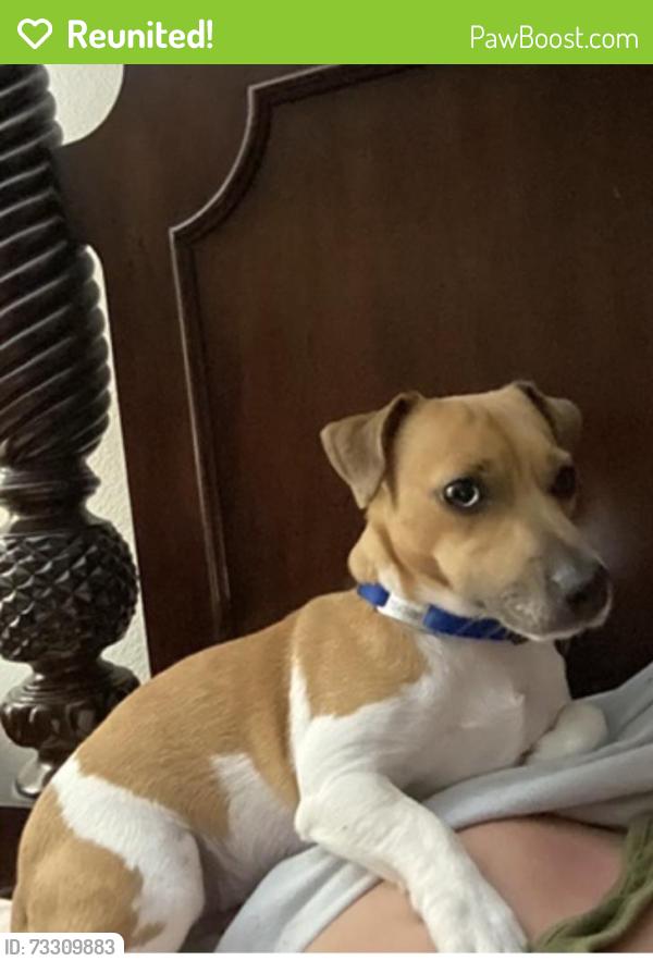 Reunited Male Dog last seen 34th Ave between Rt 60 and 16th Street, Vero Beach, FL 32960