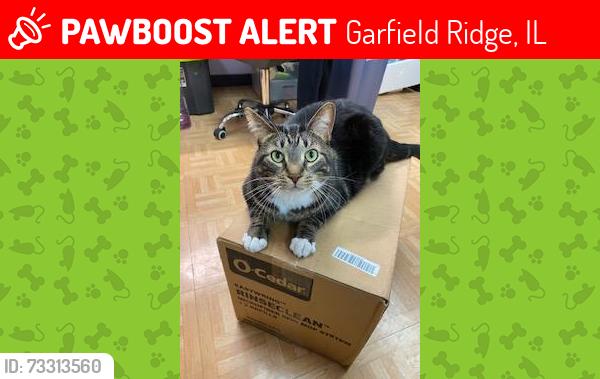 Lost Male Cat last seen 51st & Mobile, Garfield Ridge, IL 60638