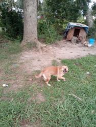 Reunited Female Dog last seen I'm between Chase High School and Chase Middle School, Forest City, NC 28043
