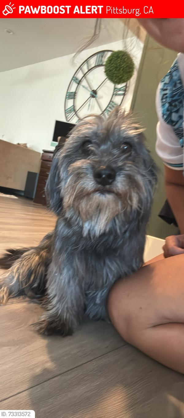 Lost Male Dog last seen Black diamond high school, Pittsburg, CA 94565
