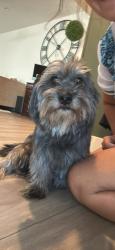Lost Male Dog last seen Black diamond high school, Pittsburg, CA 94565