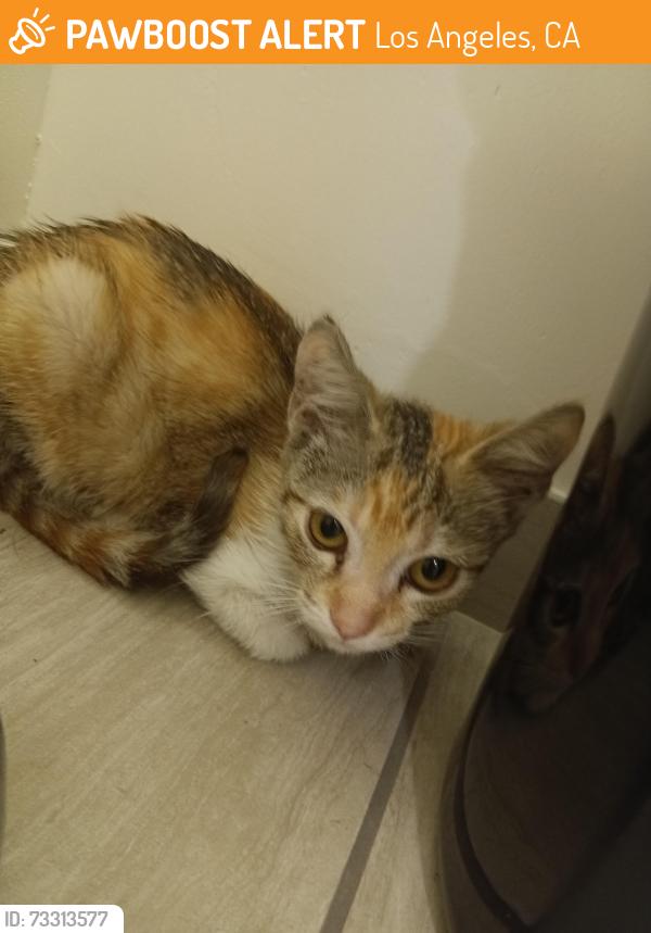 Found/Stray Unknown Cat last seen Sherman way and reseda blvd, Los Angeles, CA 91335