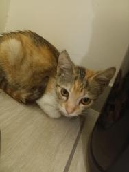 Found/Stray Unknown Cat last seen Sherman way and reseda blvd, Los Angeles, CA 91335