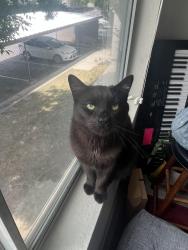 Lost Male Cat last seen Near south 900 west, Salt Lake City, UT 84104