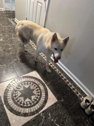 Found/Stray Male Dog last seen James Rd, Lawrenceville, GA 30044