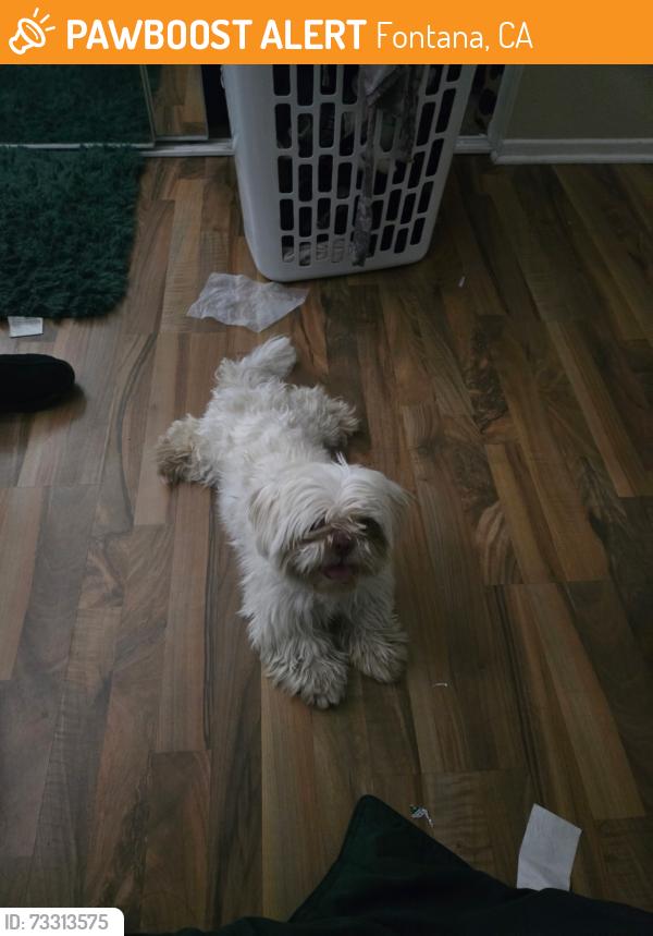 Found/Stray Female Dog last seen West Liberty Pkwy and Heritage, Fontana, CA 92336