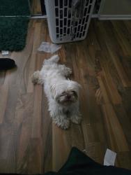 Found/Stray Female Dog last seen West Liberty Pkwy and Heritage, Fontana, CA 92336