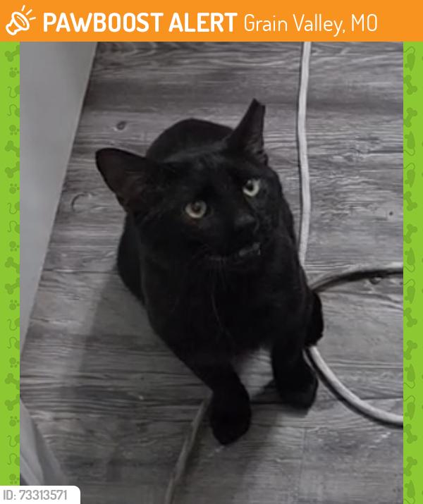 Found/Stray Male Cat last seen Aspire at Bristol Park apmts, Grain Valley, MO 64029