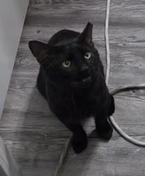 Found/Stray Male Cat last seen Aspire at Bristol Park apmts, Grain Valley, MO 64029