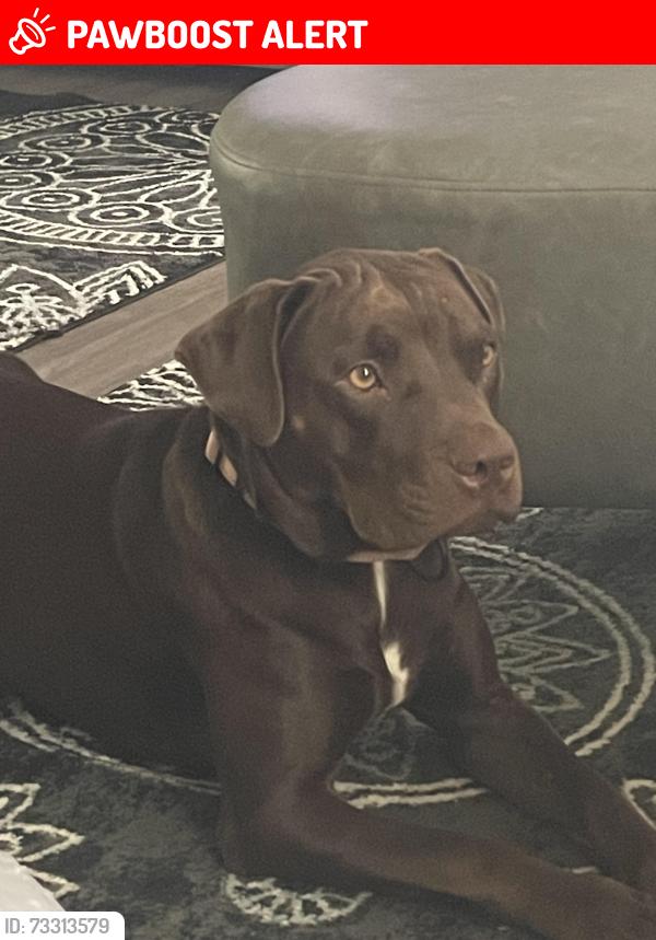 Lost Female Dog last seen Sweethome and Lockwall Dr, Cheatham County, TN 37035