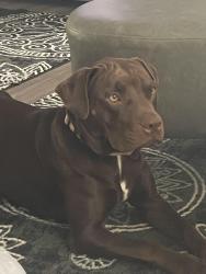 Lost Female Dog last seen Sweethome and Lockwall Dr, Cheatham County, TN 37035