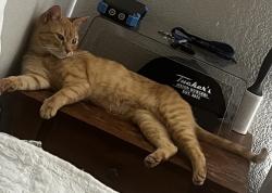 Reunited Female Cat last seen Near N Pennsylvania Ave, Oklahoma City, OK 73134, USA, Oklahoma City, OK 73134
