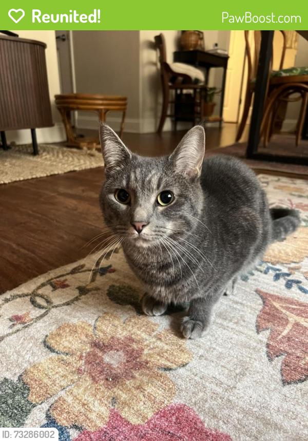 Reunited Male Cat last seen Watermark blvd and May, Oklahoma City, OK 73134