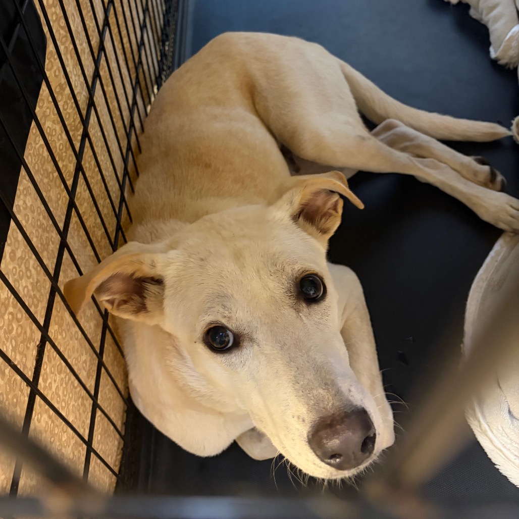 Shelter Stray Female Dog last seen , 141 Canna Ln, Lake Jackson, TX 77566, USA
