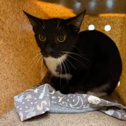 Shelter Stray Female Cat last seen , 361 S Raymond Ave, Pasadena, CA 91105, USA