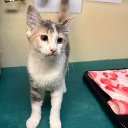 Shelter Stray Female Cat last seen , 361 S Raymond Ave, Pasadena, CA 91105, USA