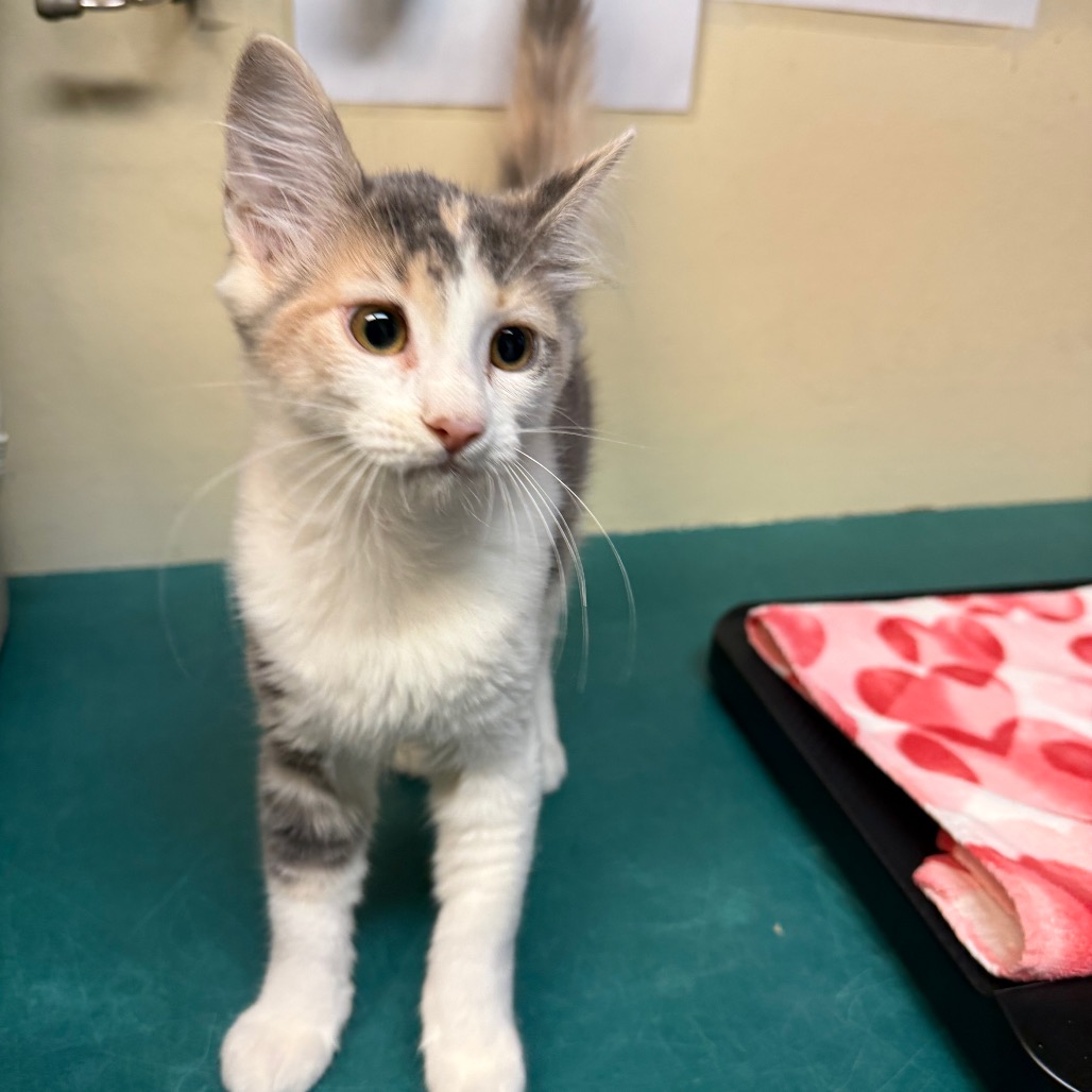 Shelter Stray Female Cat last seen , 361 S Raymond Ave, Pasadena, CA 91105, USA
