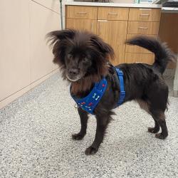 Shelter Stray Female Dog last seen , 157 W Grand Ave, Chicago, IL 60654, USA