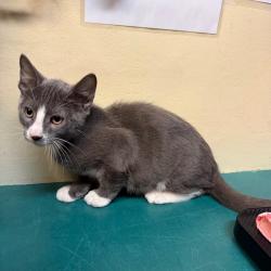 Shelter Stray Male Cat last seen , 361 S Raymond Ave, Pasadena, CA 91105, USA