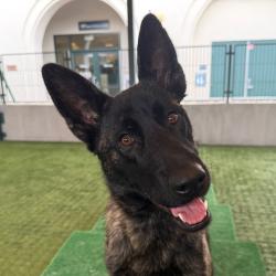 Shelter Stray Female Dog last seen , 361 S Raymond Ave, Pasadena, CA 91105, USA