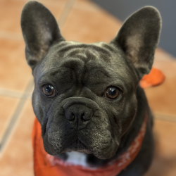 Shelter Stray Male Dog last seen , 361 S Raymond Ave, Pasadena, CA 91105, USA