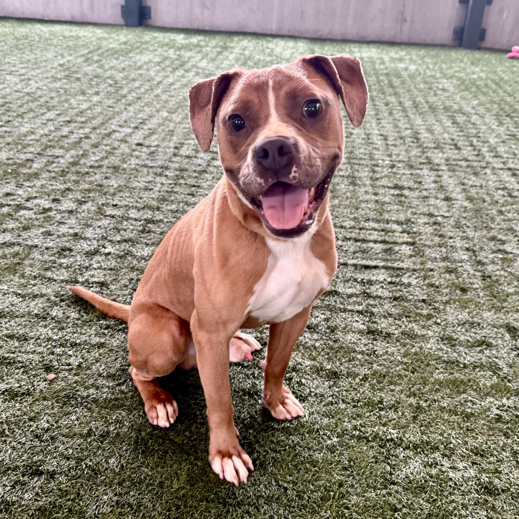 Shelter Stray Male Dog last seen , 361 S Raymond Ave, Pasadena, CA 91105, USA