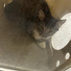 Shelter Stray Female Cat last seen , Animal Care & Control Team of Philly, 111 W Hunting Park Ave, Philadelphia, PA 19140, USA