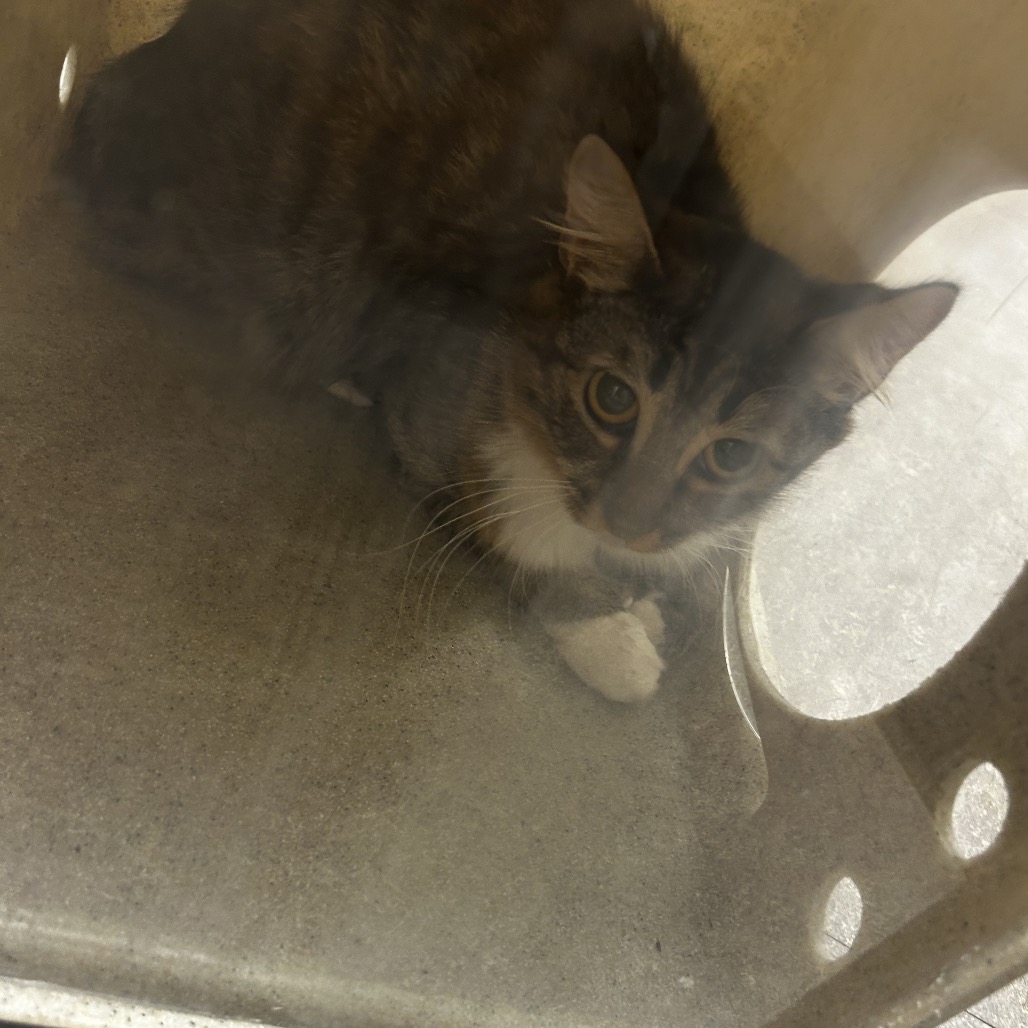 Shelter Stray Female Cat last seen , Animal Care & Control Team of Philly, 111 W Hunting Park Ave, Philadelphia, PA 19140, USA