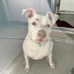 Shelter Stray Male Dog last seen , 21800 Central Ave, Matteson, IL 60443, USA