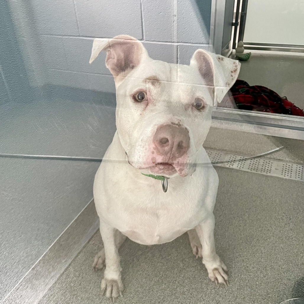 Shelter Stray Male Dog last seen , 21800 Central Ave, Matteson, IL 60443, USA