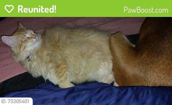 Reunited Female Cat last seen Apricot and Blueberry, Rio Rancho, NM 87144