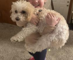 Reunited Female Dog last seen Near shady Ave Bentleyville pa, Bentleyville, PA 15314