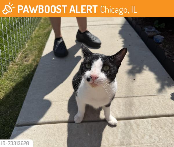 Found/Stray Unknown Cat last seen Lawndale and Eddy, Chicago, IL 60618