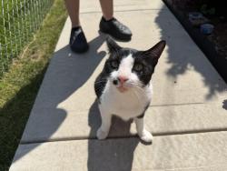 Found/Stray Unknown Cat last seen Lawndale and Eddy, Chicago, IL 60618