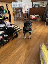 Lost Male Dog last seen Ross drive, Vienna, VA 22180