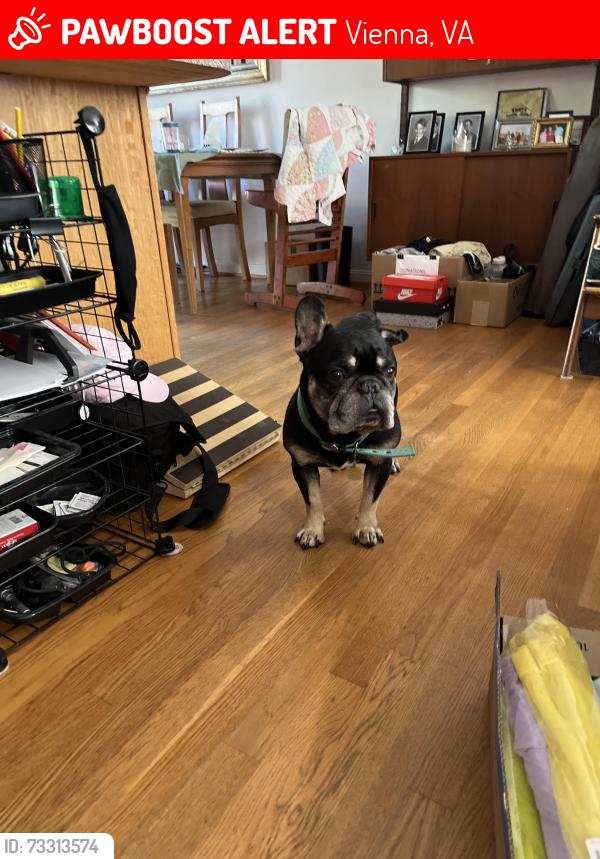 Lost Male Dog last seen Ross drive, Vienna, VA 22180