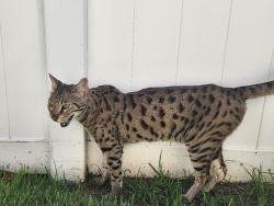 Reunited Unknown Cat last seen Longwood, FL 32779, Longwood, FL 32750