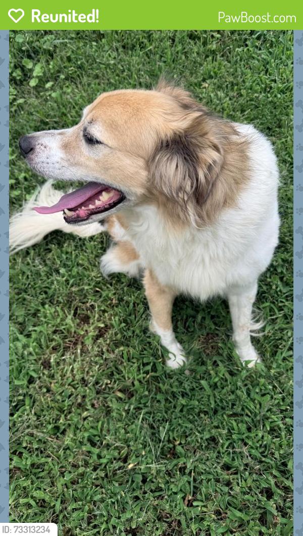 Reunited Unknown Dog last seen flt Gap Rd & Rocky Rd., Valdese, NC 28690