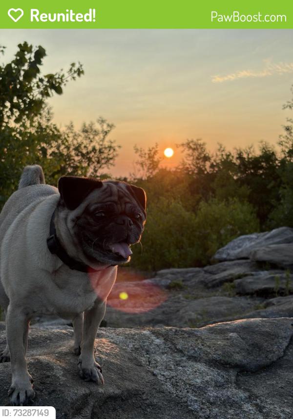 Reunited Male Dog last seen Near Mill st Worcester MA, Worcester, MA 01602