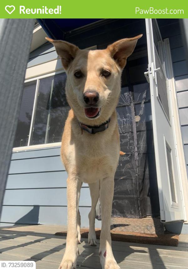 Reunited Female Dog last seen Golden valley church road, Bostic, NC 28018