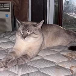 Lost Male Cat last seen Greenwoods bakery Richford vt, Richford, VT 05476